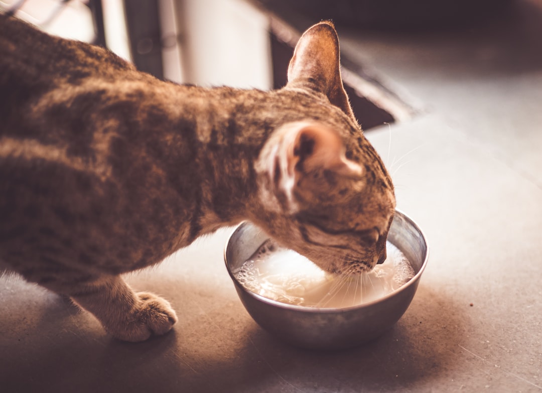 Alimentación Saludable para Gatos de Todas las Edades: Un Enfoque Integral para una Vida Feliz y Saludable featured image for: alimentación saludable para gatos de todas las edades