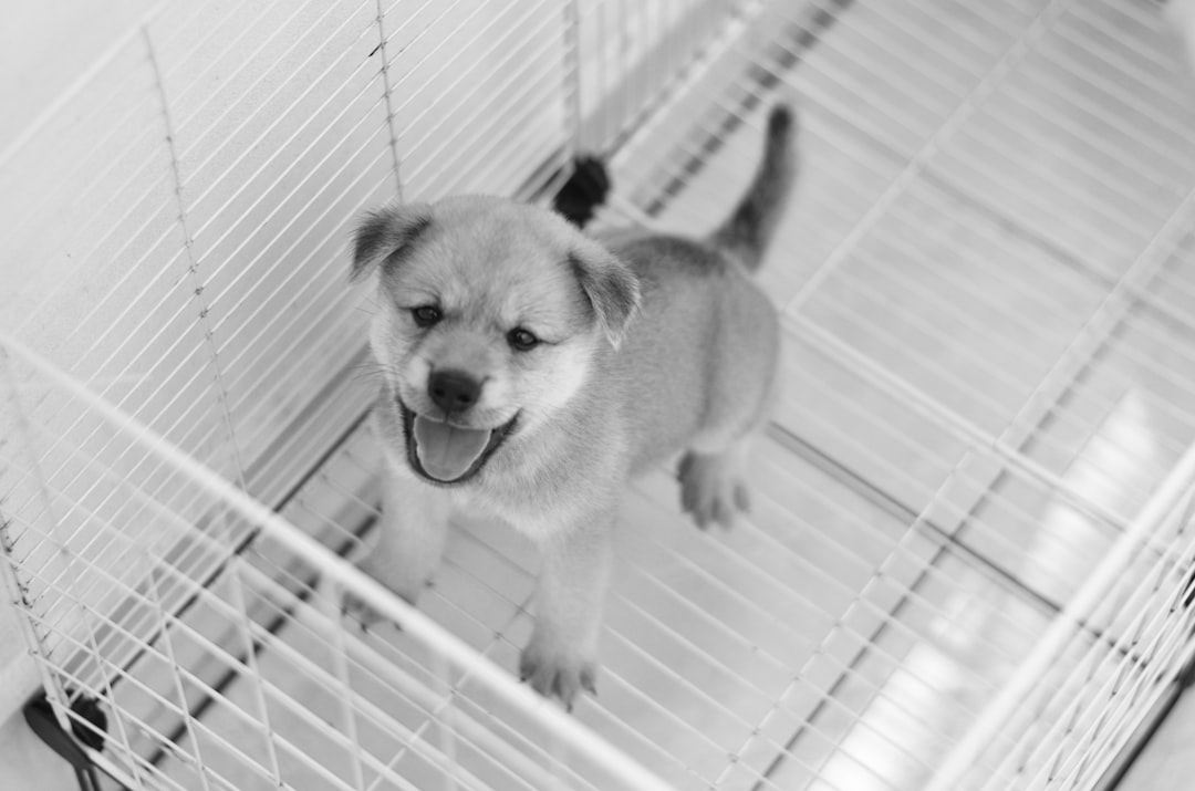 featured image for: beneficios de adoptar en lugar de comprar mascotas