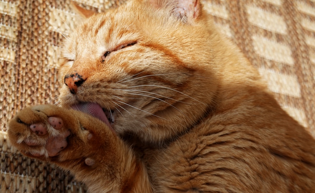Cinco señales de que tu gato está feliz: Cómo reconocer la felicidad en tus amigos felinos featured image for: cinco señales de que tu gato está feliz