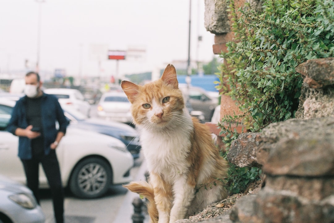 featured image for: cómo ayudar a los gatos callejeros de forma segura