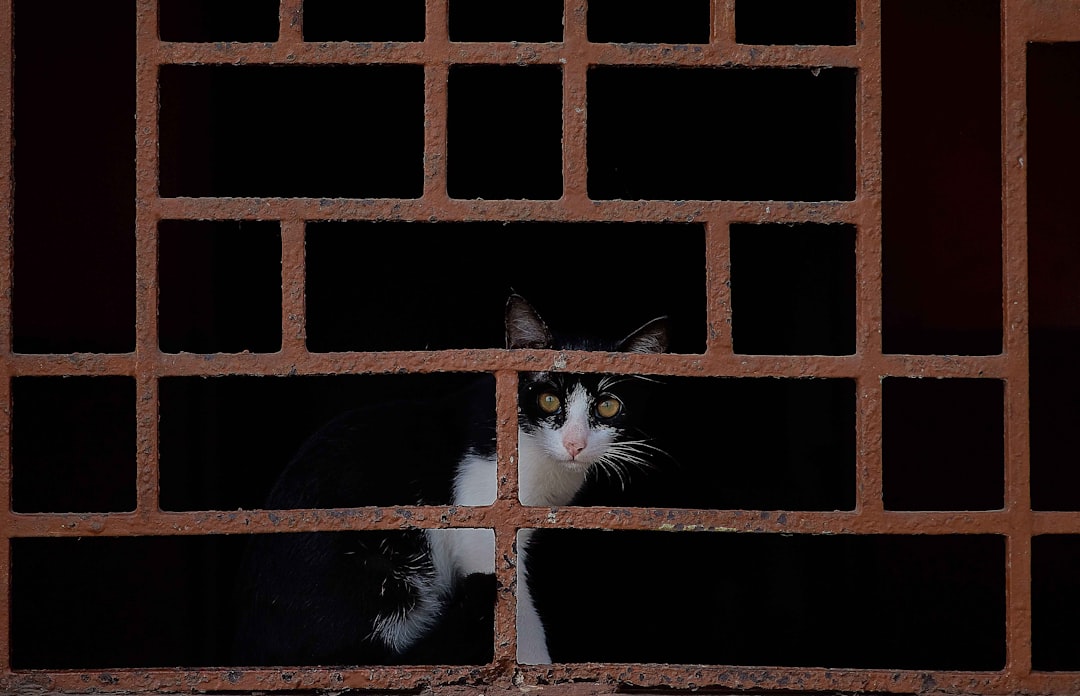 Cómo ganarte la confianza de un gato rescatado: Un enfoque amoroso y paciente featured image for: cómo ganarte la confianza de un gato rescatado