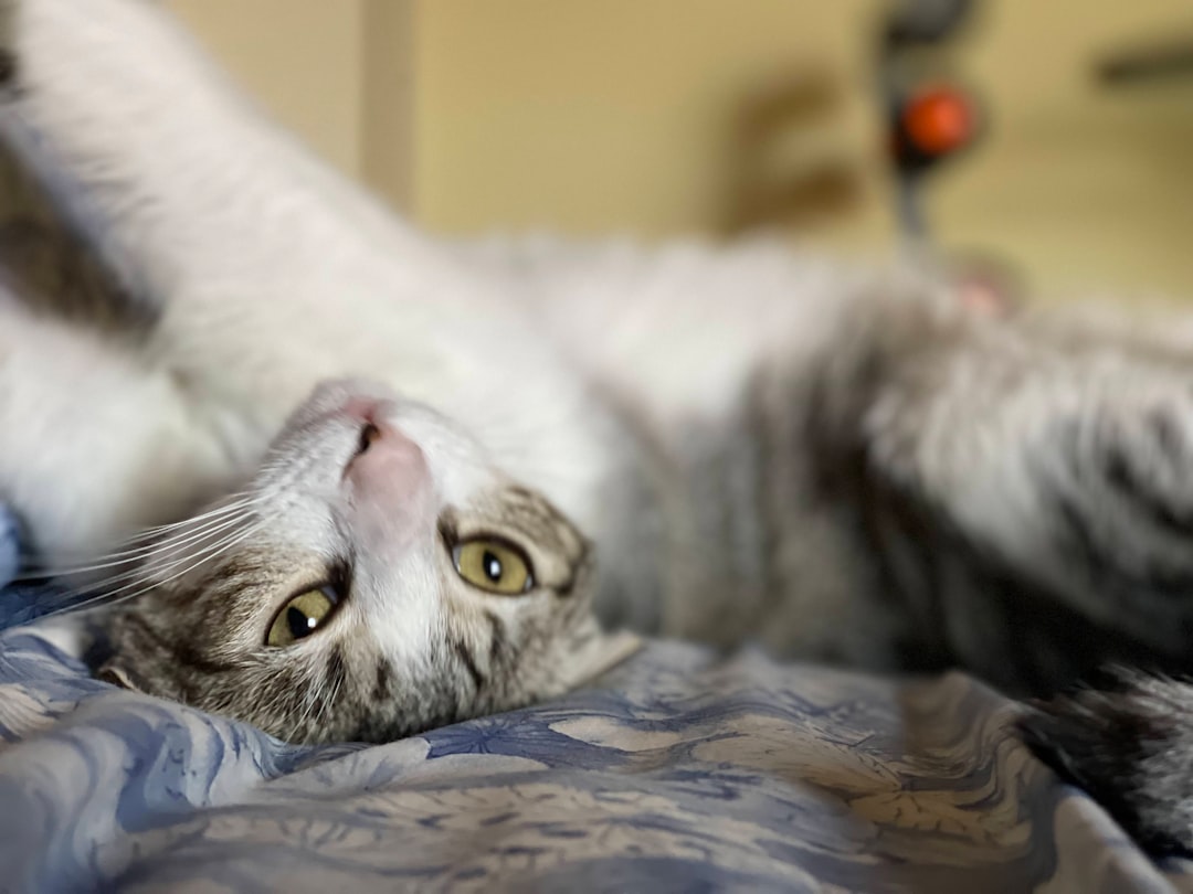 featured image for: cómo mantener entretenido a tu gato en casa