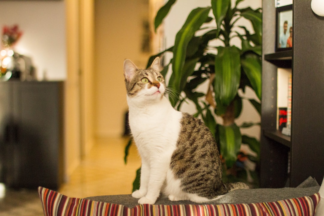 featured image for: cómo mantener entretenido a tu gato en casa
