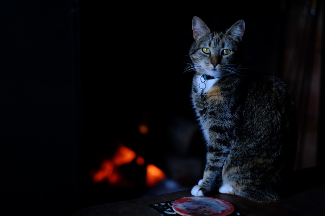 Title: Mantén a tu Gato Feliz y Entretido en Casa: Consejos y Trucos para un Hogar Harmonioso featured image for: cómo mantener entretenido a tu gato en casa