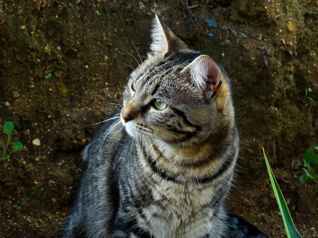 Mantén a Tu Gato Entretenido en Casa: Consejos y Trucos para una Vida Feliz y Saludable featured image for: cómo mantener entretenido a tu gato en casa