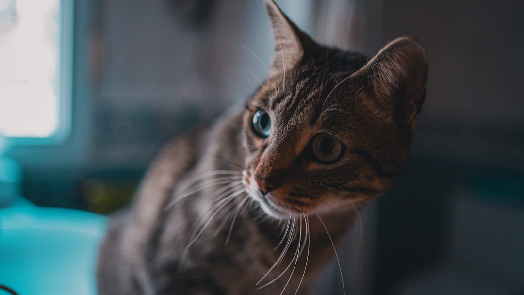 featured image for: cómo mantener entretenido a tu gato en casa