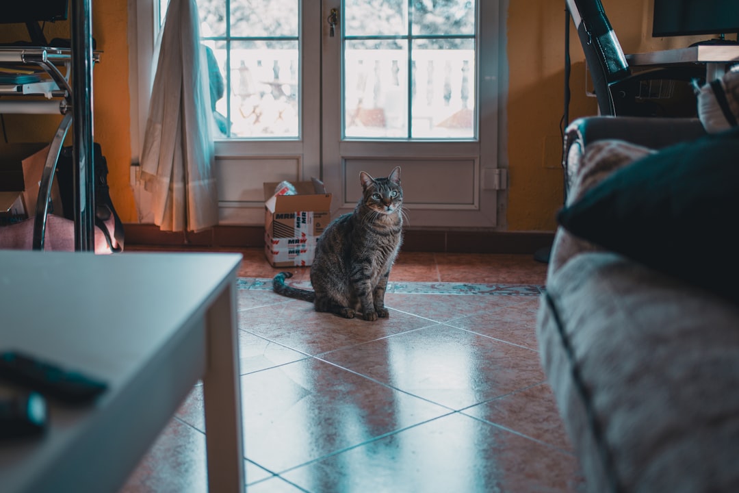 Mantener a tu Gato Entretenido en Casa: Consejos y Trucos para un Felino Feliz featured image for: cómo mantener entretenido a tu gato en casa