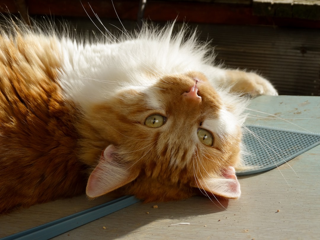 Mantener a tu Gato Entretenido en Casa: Consejos y Trucos para una Vida Feliz y Saludable featured image for: cómo mantener entretenido a tu gato en casa