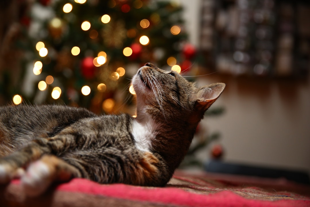 Cómo mantener entretenido a tu gato en casa: Consejos y trucos para una vida felices y saludables featured image for: cómo mantener entretenido a tu gato en casa