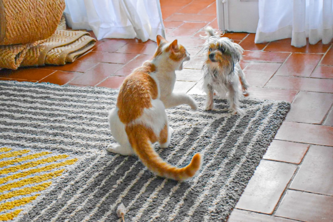 featured image for: conoce a nuestros gatitos en busca de un hogar