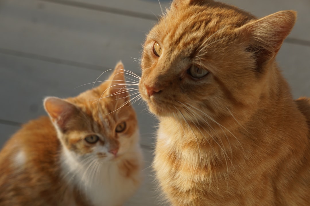 Consejos para presentar un nuevo gato a tu familia: Una guía paso a paso para una transición sin estrés featured image for: consejos para presentar un nuevo gato a tu familia