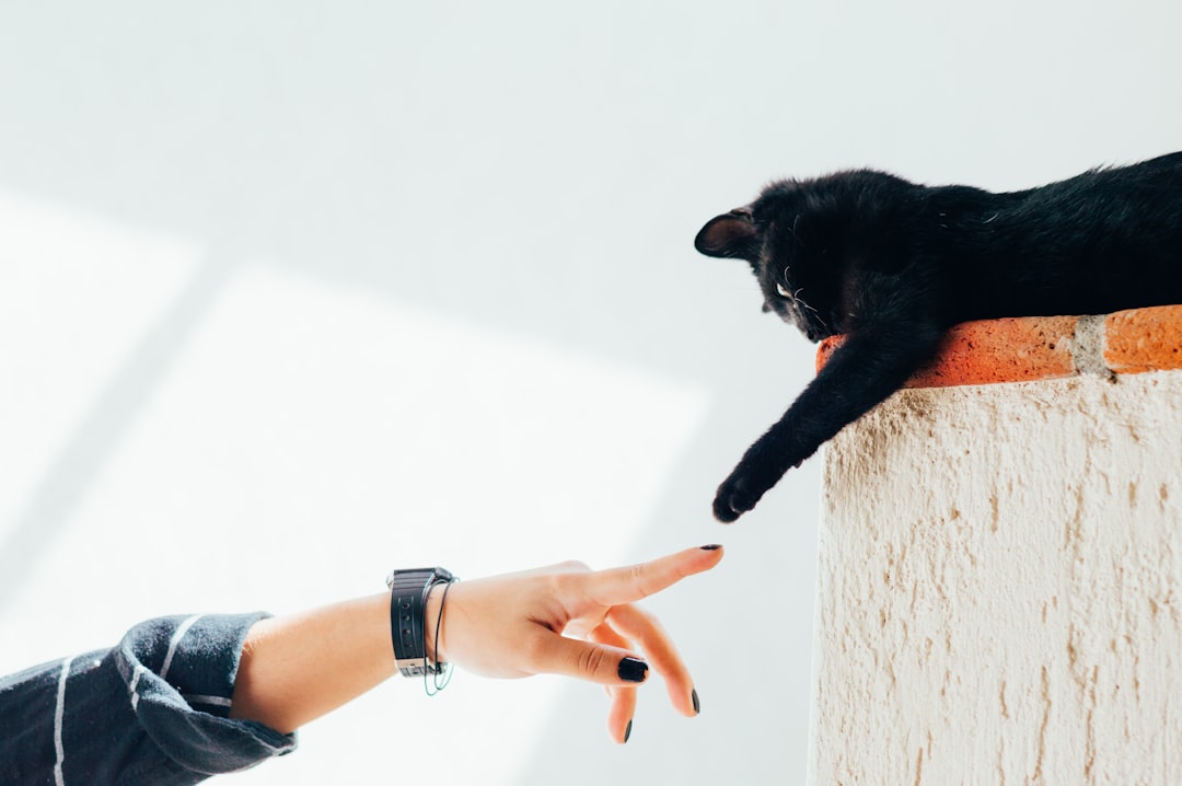 featured image for: cuidados básicos para un gato recién adoptado
