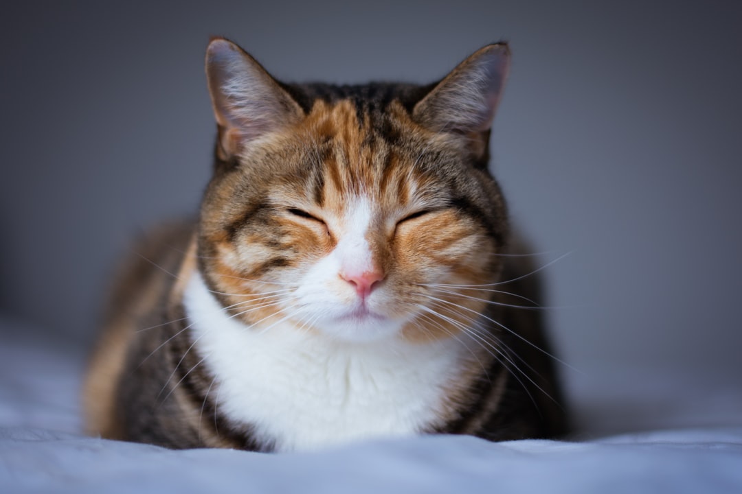 Los beneficios emocionales de convivir con un gato: Cómo nuestros amigos felinos mejoran nuestra salud mental featured image for: los beneficios emocionales de convivir con un gato