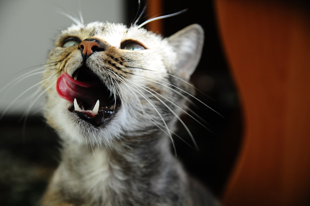 featured image for: mitos y realidades sobre los gatos