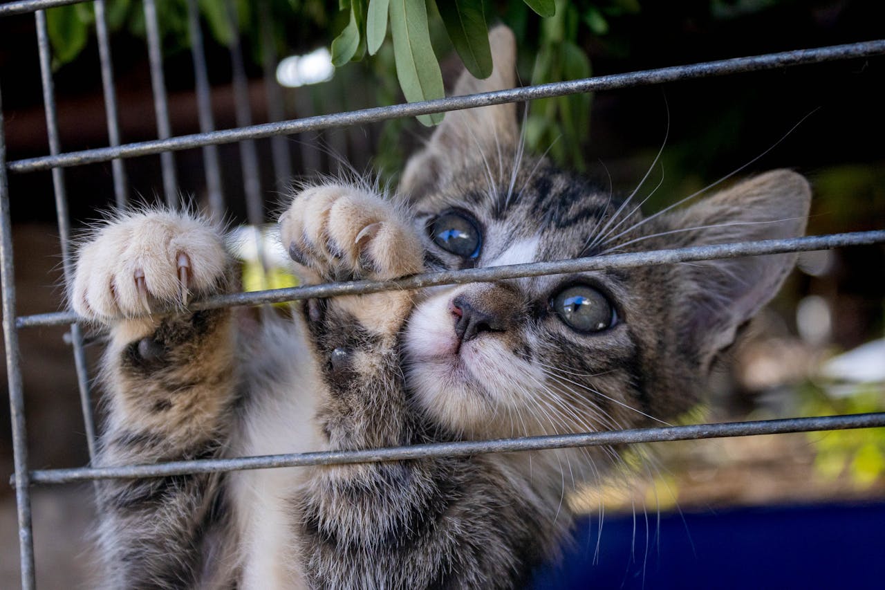Adorable tabby kitten exploring its cage, showcasing its curious eyes and playful nature.