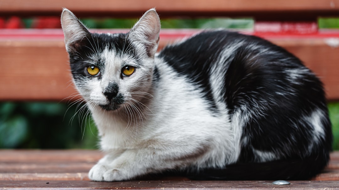 featured image for: ¿por qué adoptar un gato cambia vidas?