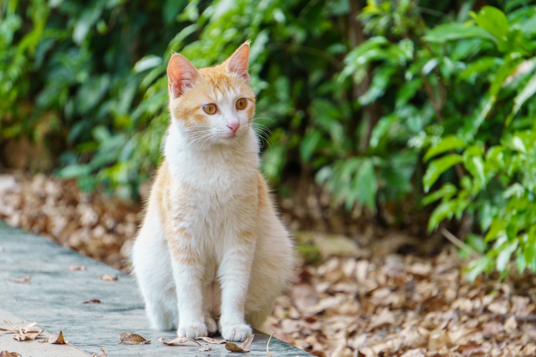 ¿Estás Listo para Adoptar un Gato? Consideraciones Cruciales Antes de Tomar la Decisión featured image for: ¿qué debes considerar antes de adoptar un gato?