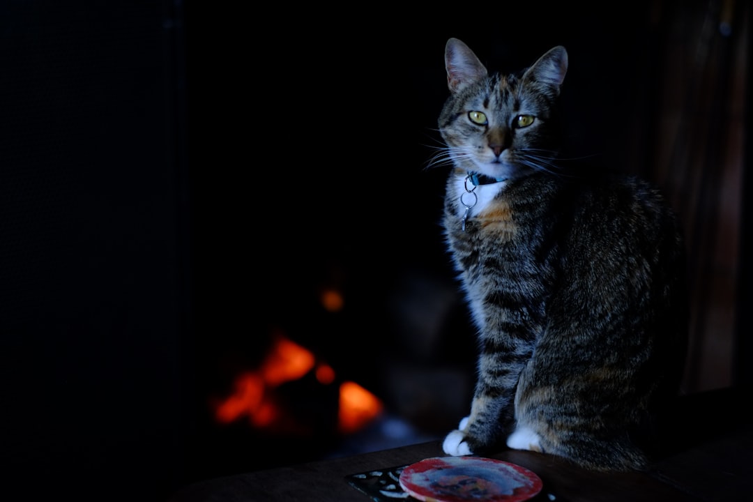 Mantén a tu gato entretenido en casa: Consejos y trucos para un felino feliz featured image for: cómo mantener entretenido a tu gato en casa