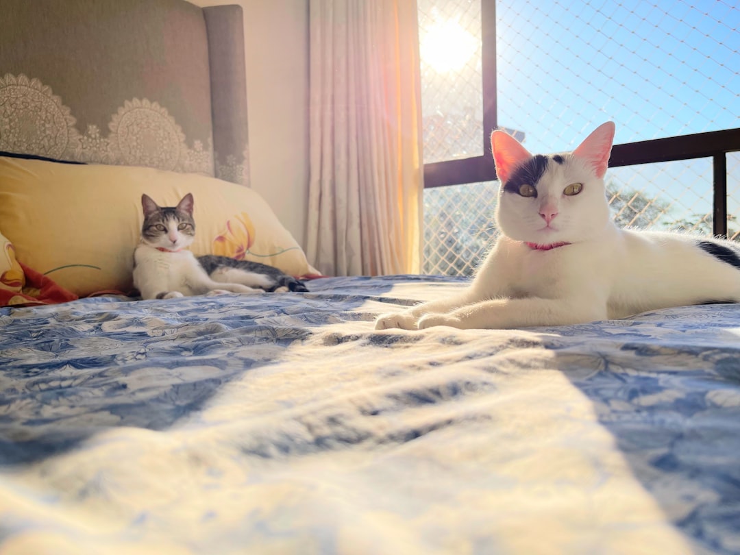 Mantener a tu Gato Entretenido en Casa: Consejos y Trucos para una Vida Feliz y Saludable featured image for: cómo mantener entretenido a tu gato en casa