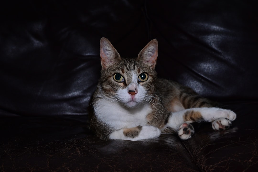Mantener a tu Gato Entretenido en Casa: Consejos y Trucos para un Felino Feliz featured image for: cómo mantener entretenido a tu gato en casa